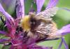 Bombus pratorum
